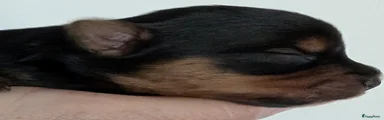 Yorkshire Terriër Puppy 2