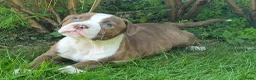 Amerikaanse Bulldog honden te koop: Mooie Amerikaanse Bulldog pups  - Advertentie 29