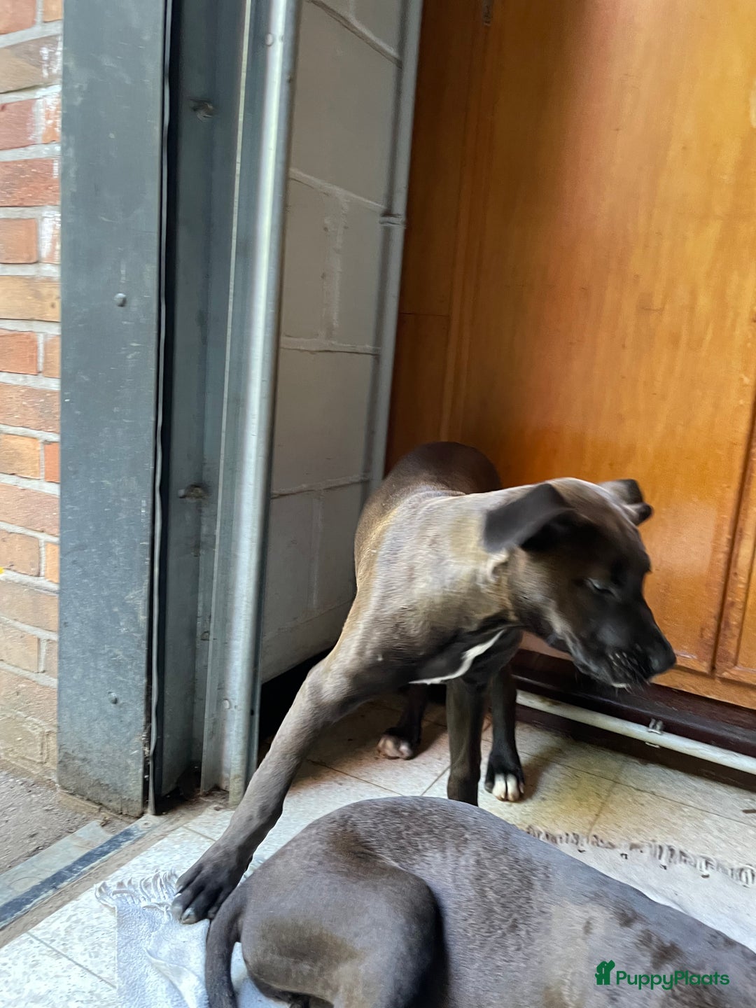 American Staffordshire Terriër honden te koop: Stafford mix cane corso  - Afbeelding 4