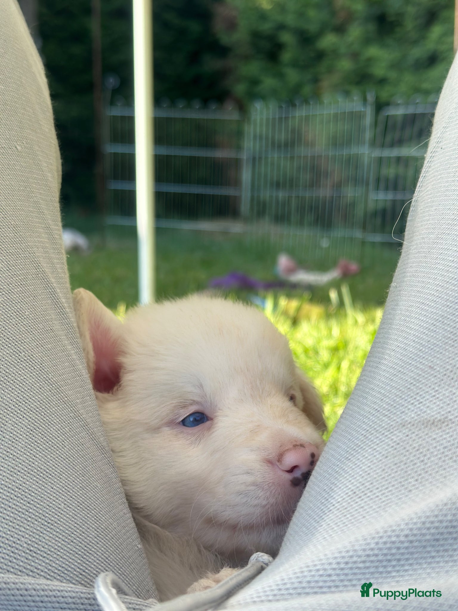 Border Collie honden te koop: Mooie speciale lieve Merle puppies - Advertentie 13