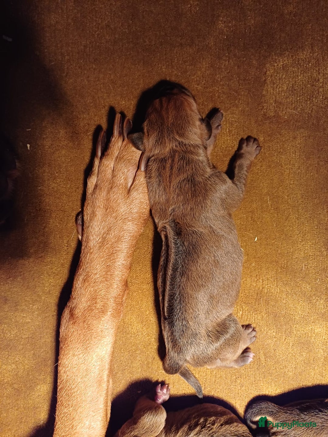 Rhodesian Ridgeback honden te koop: Rhodesian Ridgeback  - Afbeelding 7