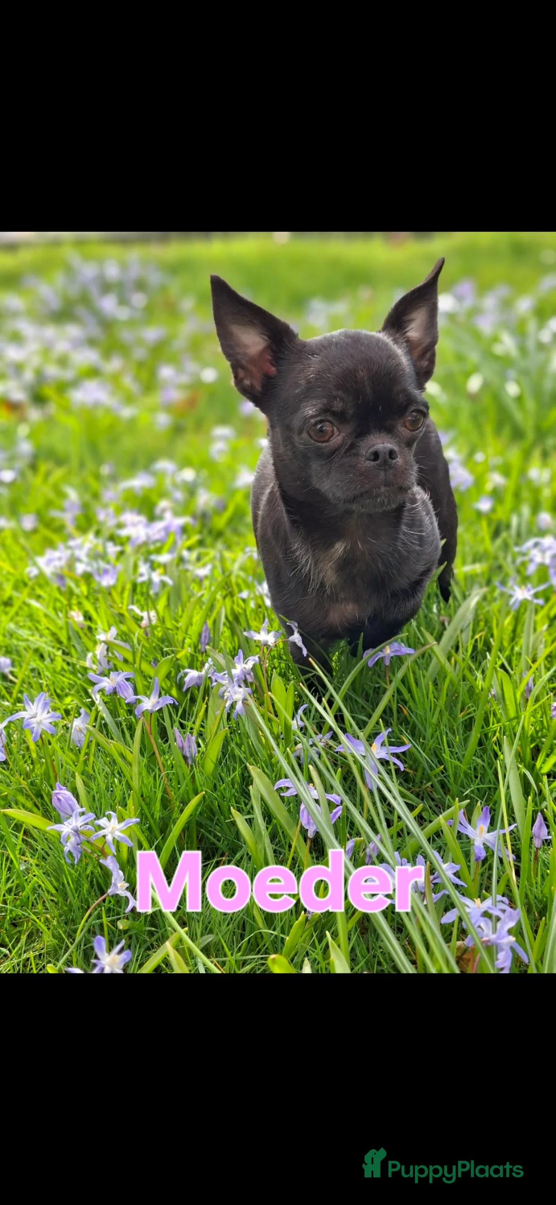 Chihuahua honden te koop:  Prachtige camel Chihuahua Reu - Advertentie 2