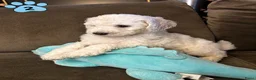 Poedel honden te koop: Koningspoedel grote poedel pups MOGEN NU WEG - Advertentie 13