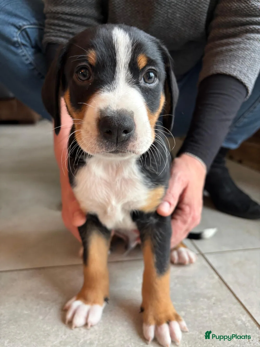 Appenzeller Sennenhond honden te koop: Appenzeller pups - Advertentie 2