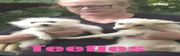 Kruising honden te koop: 6 Prachtige BooPom’s, 4 meiden🎀 2 jongens🧢 - Advertentie 4