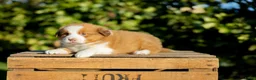 Kruising honden te koop: Gesocialiseerde Australian Shepherd x Toller pups - Advertentie 3