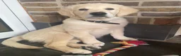 Golden Retriever honden te koop: Golden retriever pup - Lucky - Advertentie 3