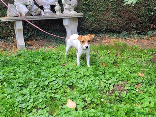 Jack Russel Terriër honden - Advertentie 7