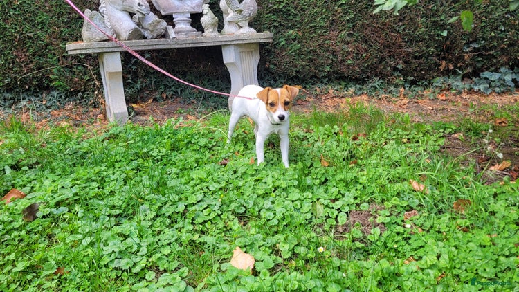 Jack Russel Terriër honden - Advertentie 8