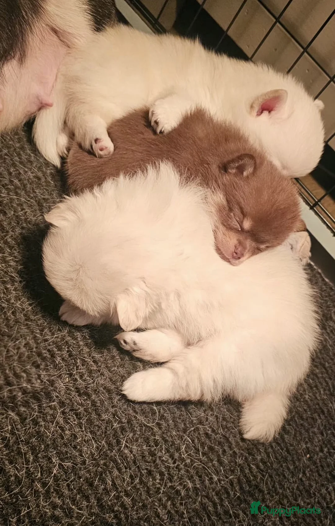 Pomchi honden te koop: SUPERSCHATTIGE POMCHIBEERTJES❤️2 REUTJES 1 TEEFJE  - Advertentie 6