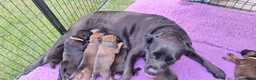 Kruising honden te koop: Unieke leuke kruising boxador x boxer pups - Advertentie 8