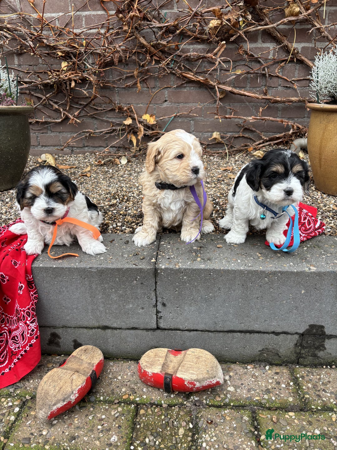 Kruising honden te koop: Schattige Boomer Puppy's - Advertentie 19