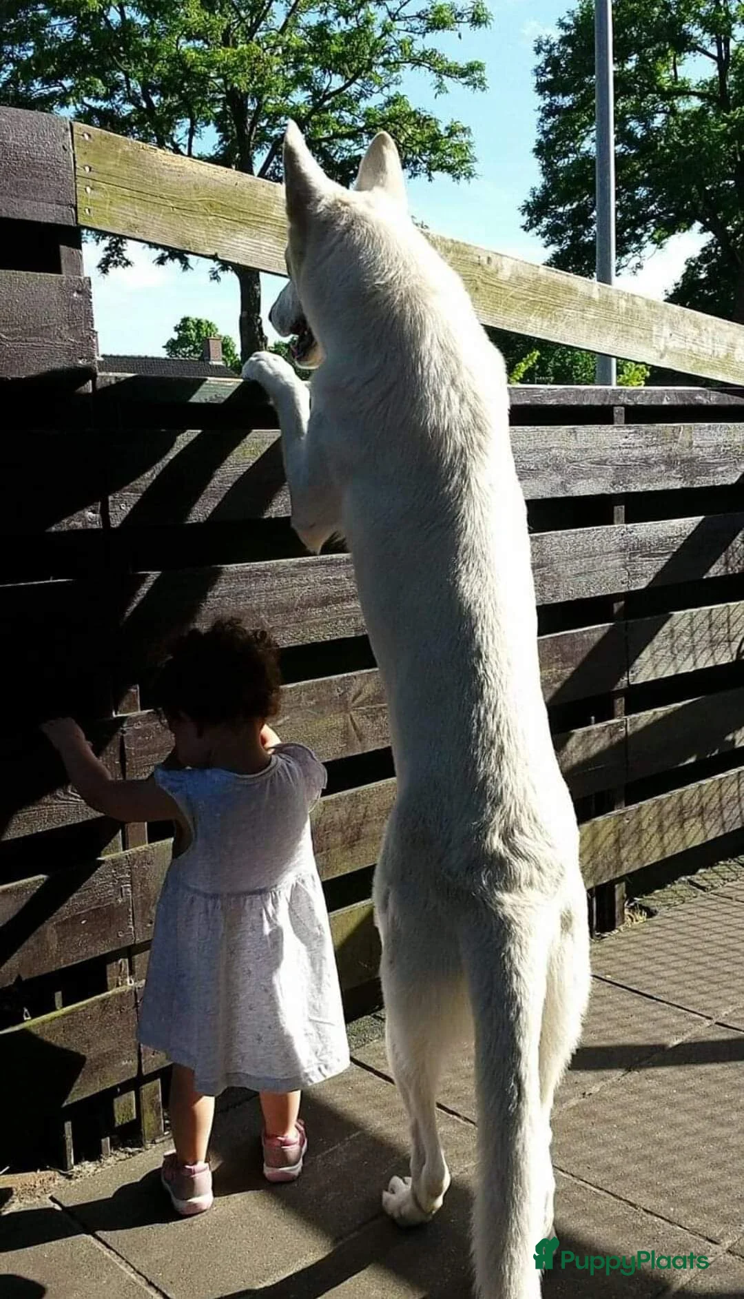 Galerij afbeelding {{count}}