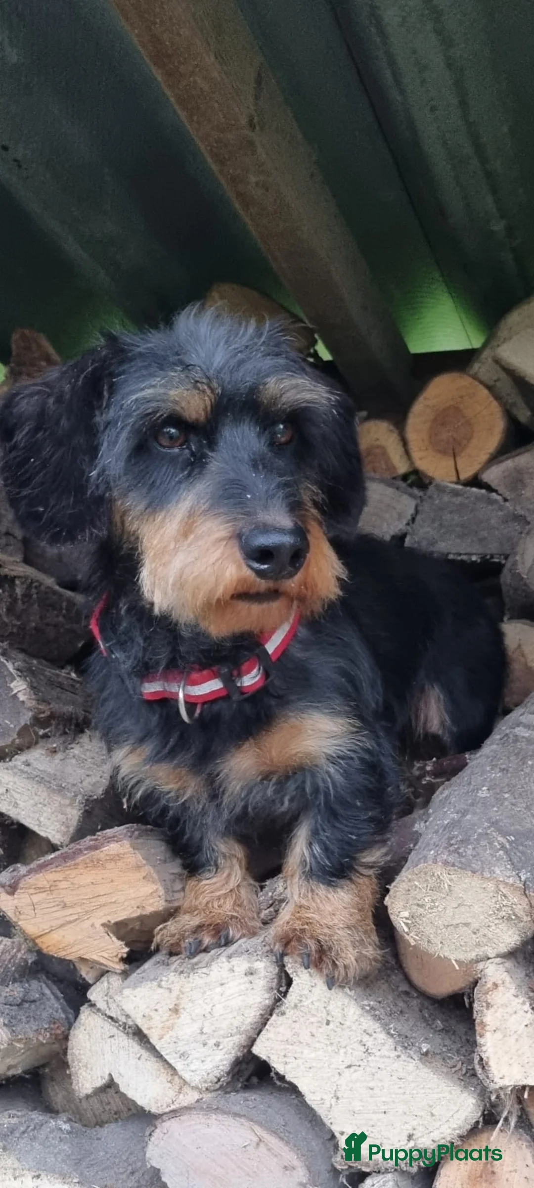 Ruwhaar Teckel honden te koop: Prachtige ruwharige dwerg teckels - Advertentie 5