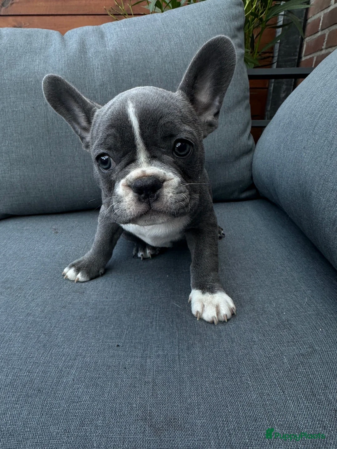 Franse Bulldog honden te koop:  3 lieve teefjes zoeken een warm thuis 🐾 - Advertentie 7