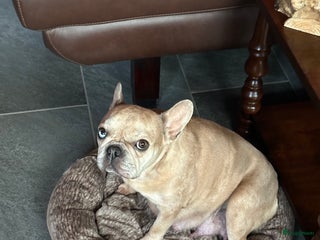 Franse Bulldog honden Franse Bulldog pups - Advertentie 1