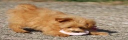 Kruising honden te koop: Vrolijke Kruising Dwergpoedel. - Advertentie 3