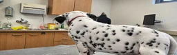 Dalmatiër honden te koop: Dalmatiër pups met stamboom  - Advertentie 6