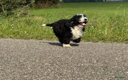 Spaanse Waterhond honden te koop: Spaanse Waterhond pups - Afbeelding 29