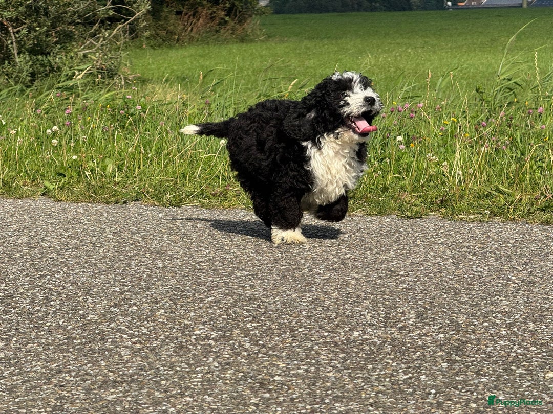 Spaanse Waterhond honden te koop: Spaanse Waterhond pups - Afbeelding 29