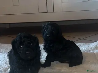 Shihpoo honden Te koop aangeboden Shihpoopups - Advertentie 2