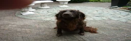 Duitse Staande Hond Langhaar honden te koop: Te koop - Advertentie 7