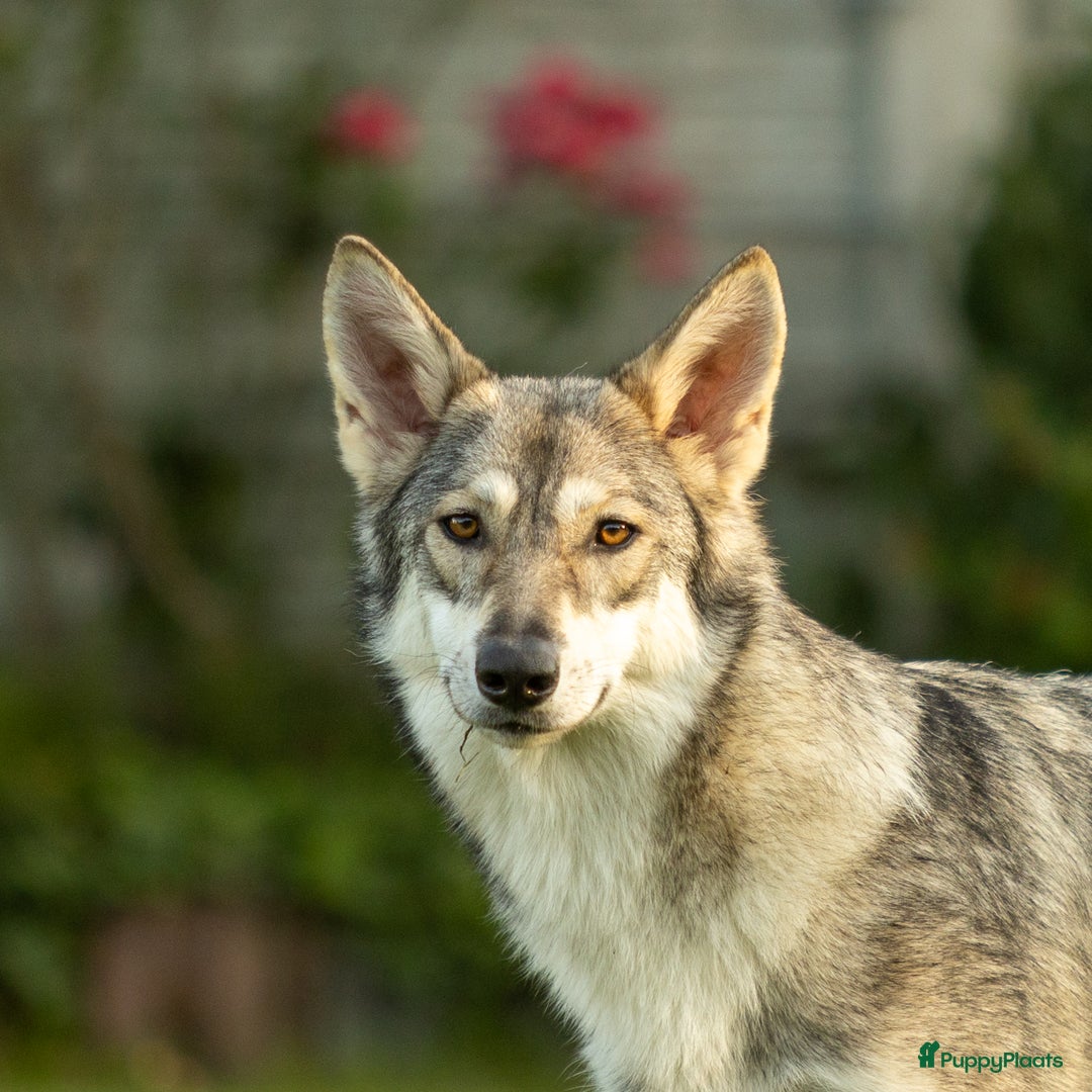 Saarlooswolfhond honden te koop: Reutje zoekt mandje - Advertentie 4