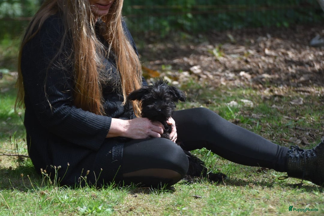 Boomer honden te koop: 4(nog twee) Mega leuke YorkiePoo x Teckel/Shihtzu  - Afbeelding 4