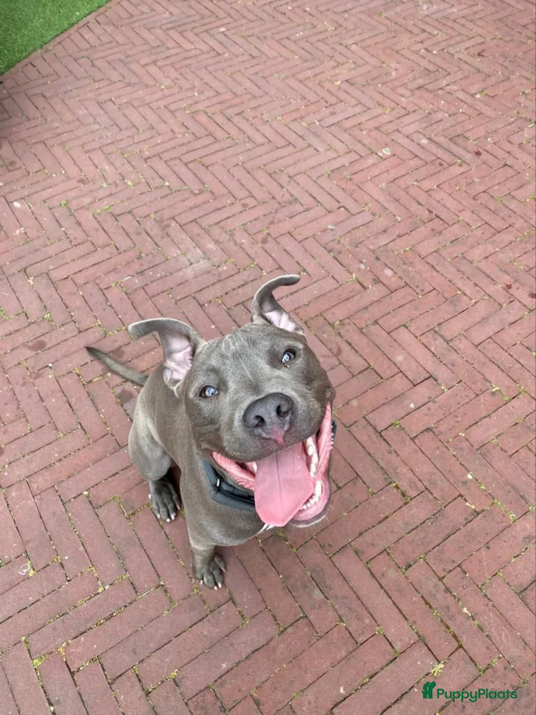 American Staffordshire Terriër honden ter dekking: American Staffordshire Terrier Reu  voor dekking - Advertentie 12