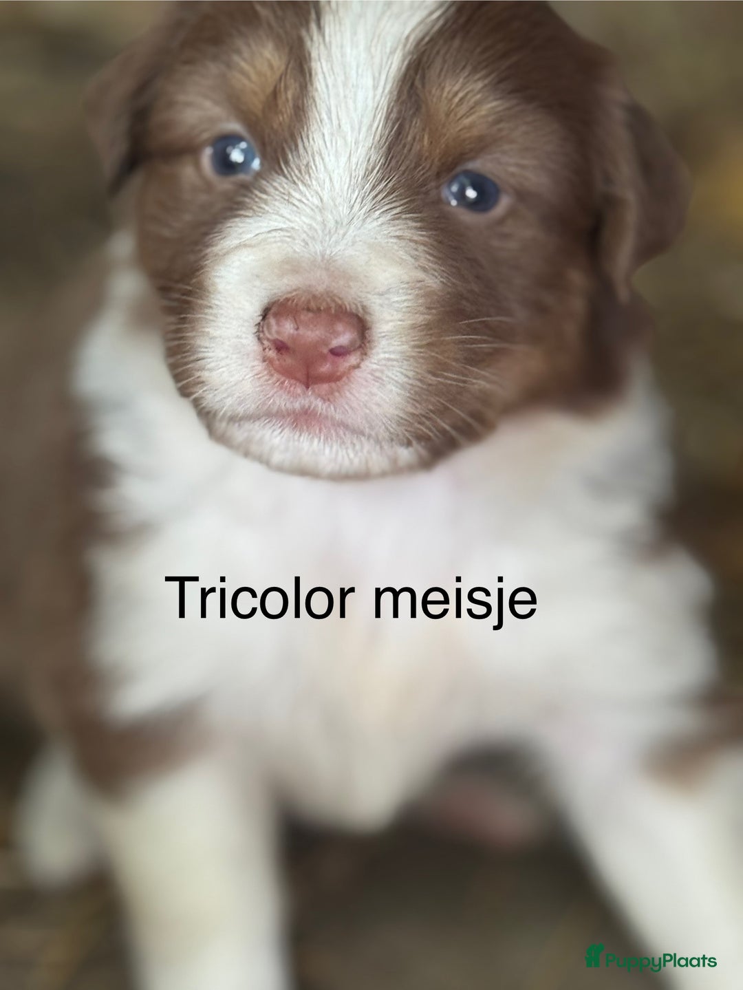 Australian Shepherd honden te koop: Raszuivere Australian Shepherd  - Afbeelding 11