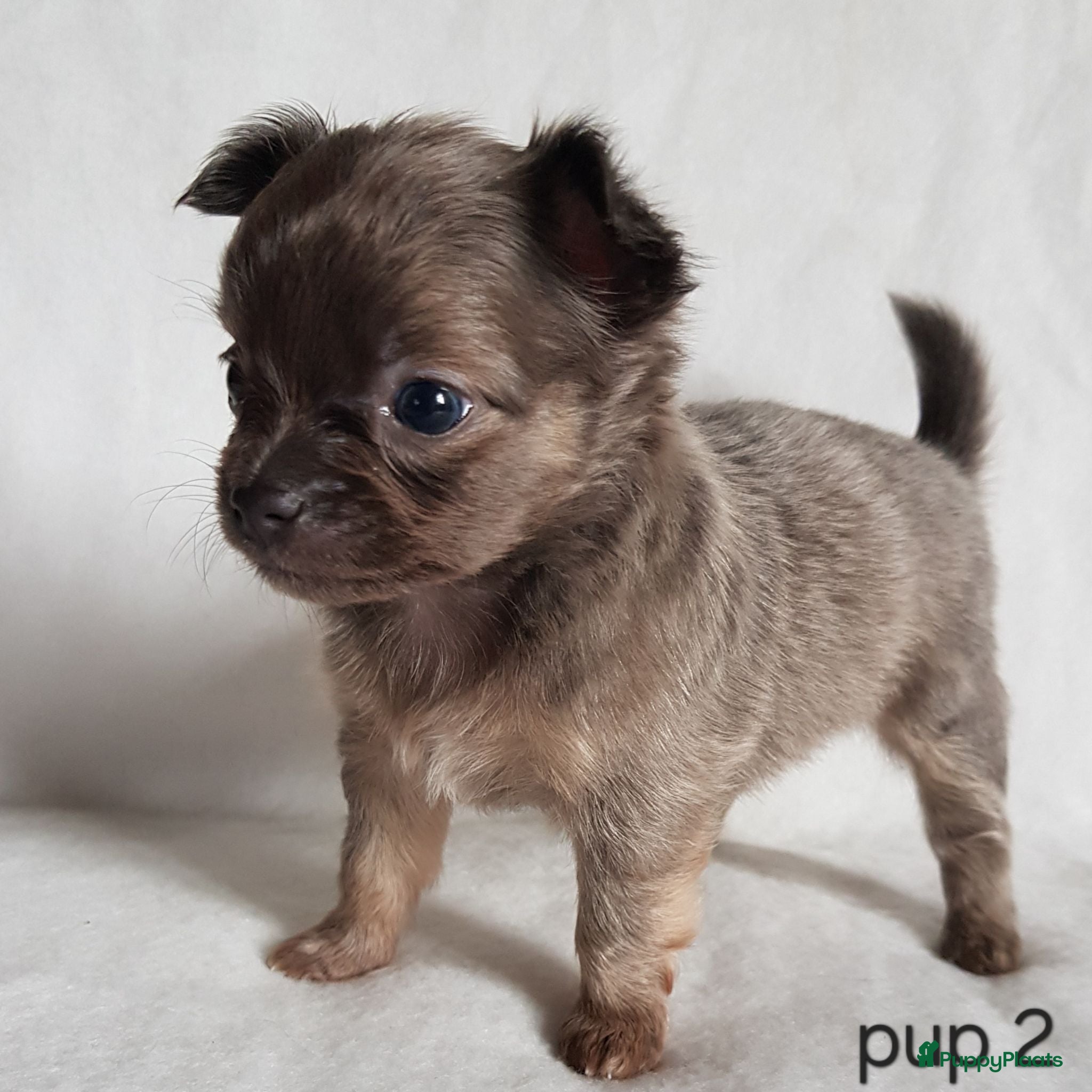 Chihuahua honden Chihuahua pups - Advertentie 1