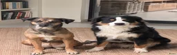 Kruising honden te koop: Kruising Australian Shepherd en “Westpointer” - Advertentie 1