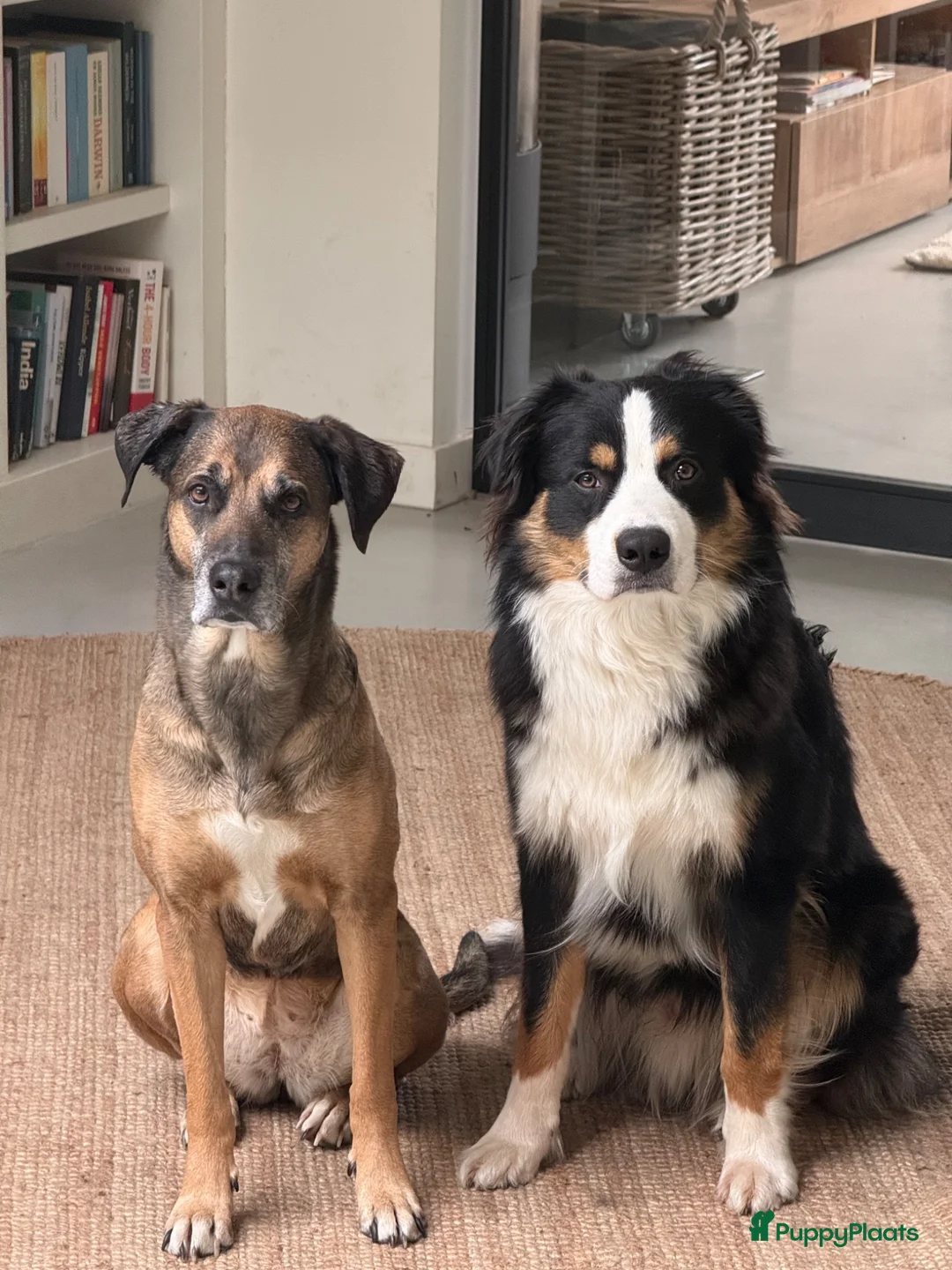 Kruising honden te koop: Kruising Australian Shepherd en “Westpointer” - Advertentie 1