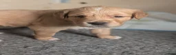 Golden Retriever honden te koop: Mooie Golden Retriever pups | Raszuiver | 4 weken - Advertentie 13