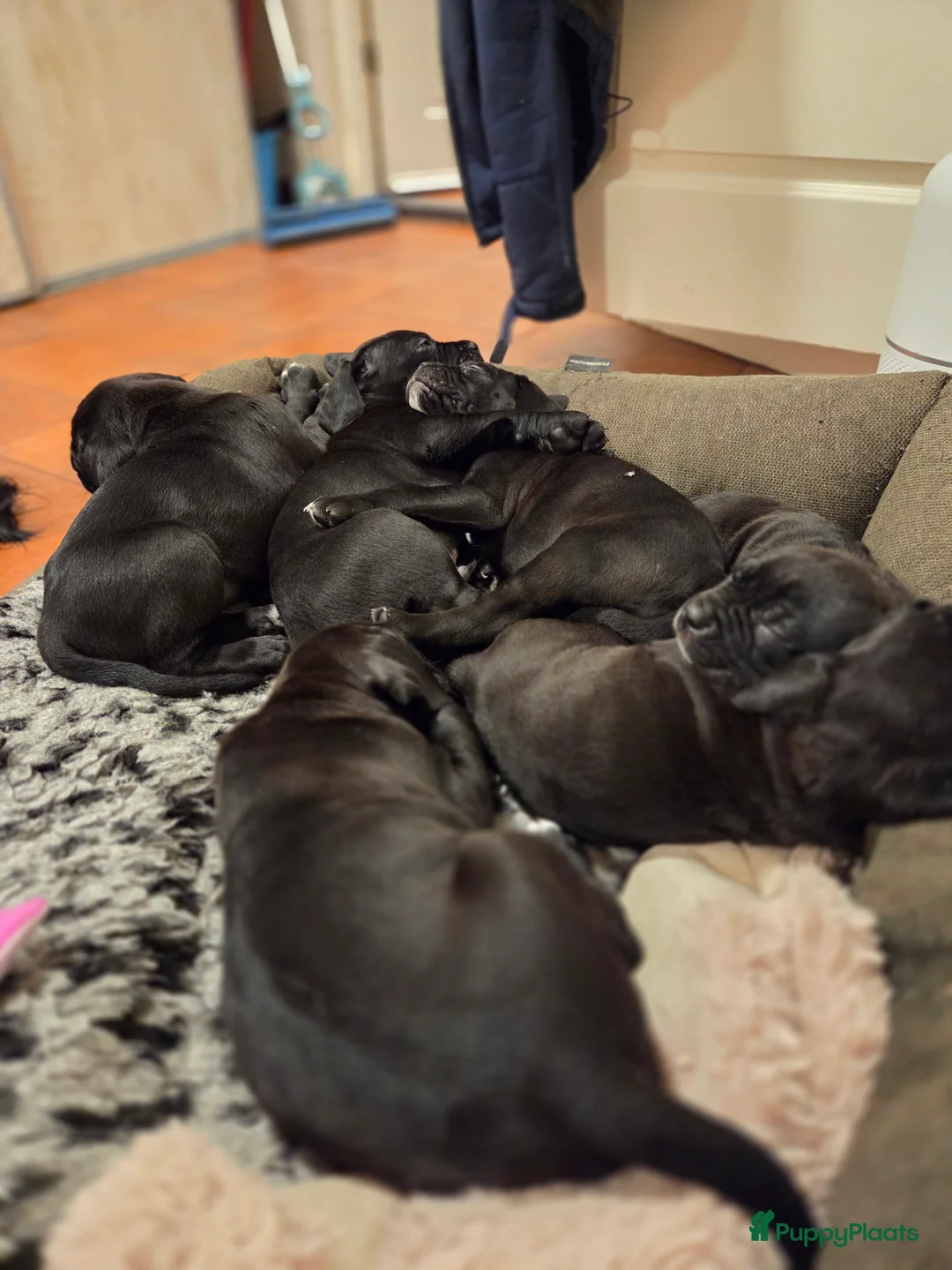 Cane Corso honden te koop: Prachtige CaneCorso's pups!  - Advertentie 6