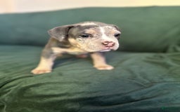 Amerikaanse Bully honden te koop: Exotic/Pocket Amerikaanse Bully Pups - Afbeelding 8
