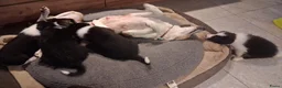 Border Collie honden te koop: 2 prachtige Border Collie pups  - Advertentie 10