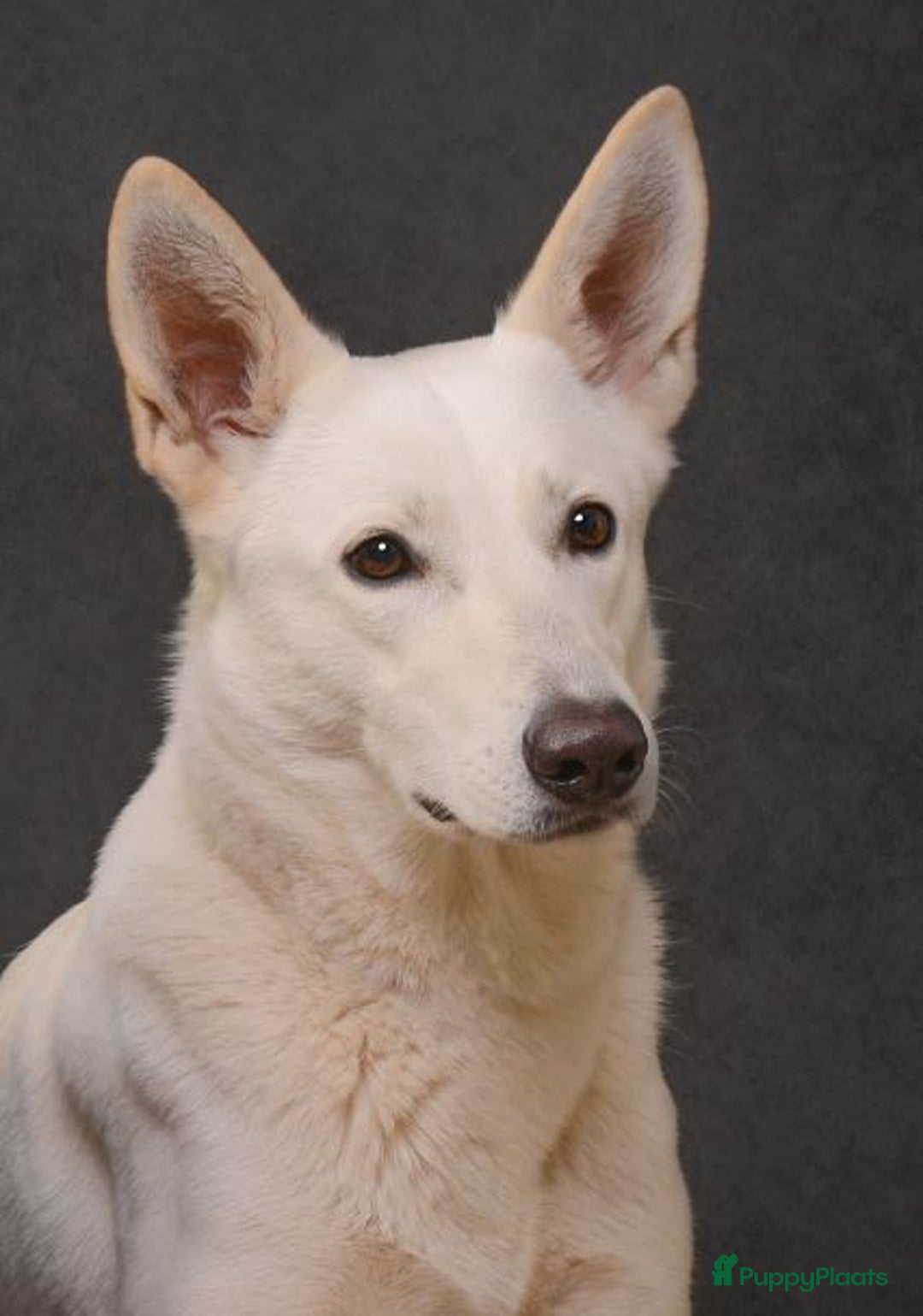 Zwitserse Witte Herdershond honden te koop: Zwitserse Witte Herder pups verwacht in februari - Advertentie 7