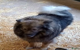 Jack Russel Terriër honden te koop: Pups: Jack Russel X Keeshond - Afbeelding 8
