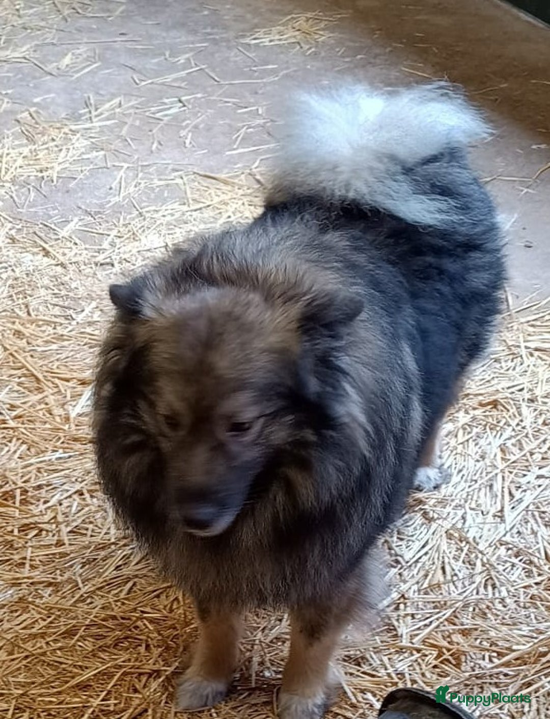 Jack Russel Terriër honden te koop: Pups: Jack Russel X Keeshond - Afbeelding 8