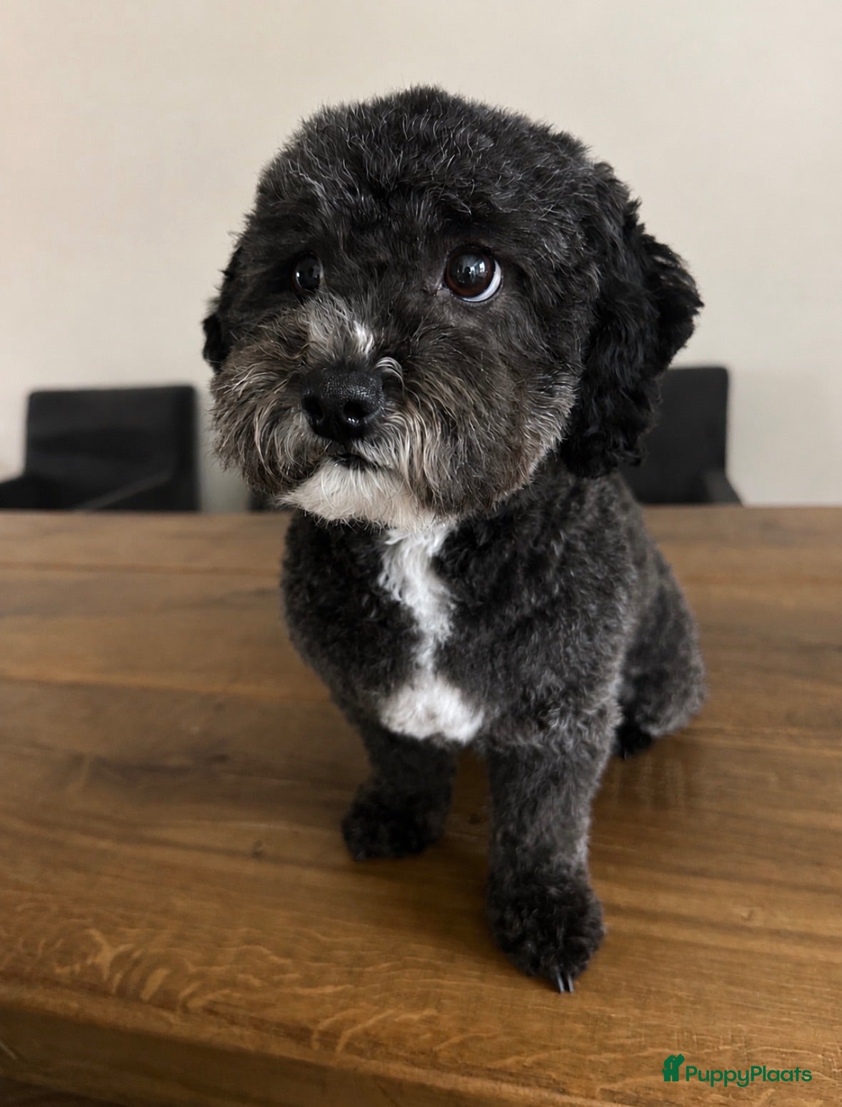Labradoodle honden 5 pups mini labradoodle🤩 - Advertentie 3