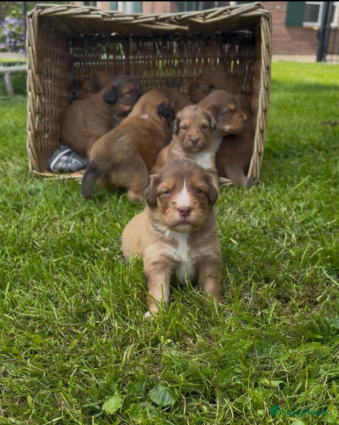 Kruising honden Toller x aussie pups te koop - Advertentie 2