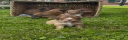 Kruising honden te koop: Toller x aussie pups te koop - Advertentie 2