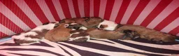 Kruising honden te koop: Boomer pups 💙❤️(Shih-Tzu x Boomer) - Advertentie 2
