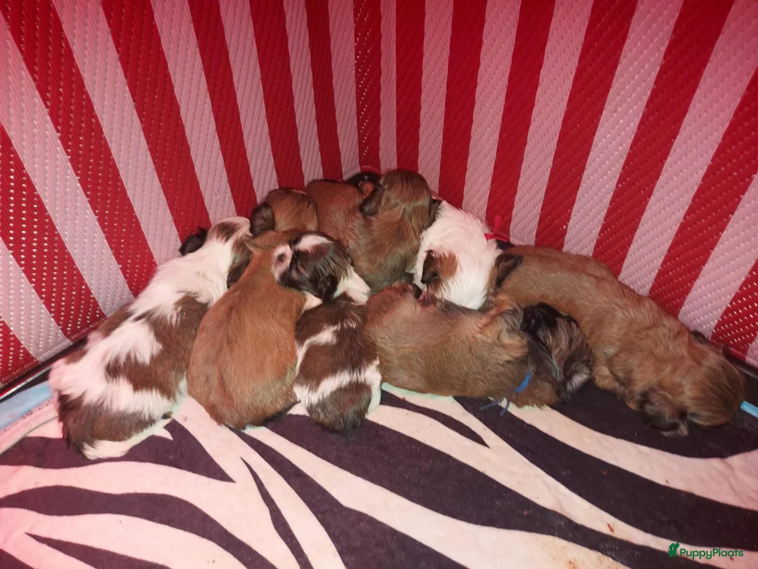 Kruising honden te koop: Boomer pups 💙❤️(Shih-Tzu x Boomer) - Advertentie 2