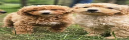 Kruising honden te koop: Mini labradoodle x maltipoo - Advertentie 6