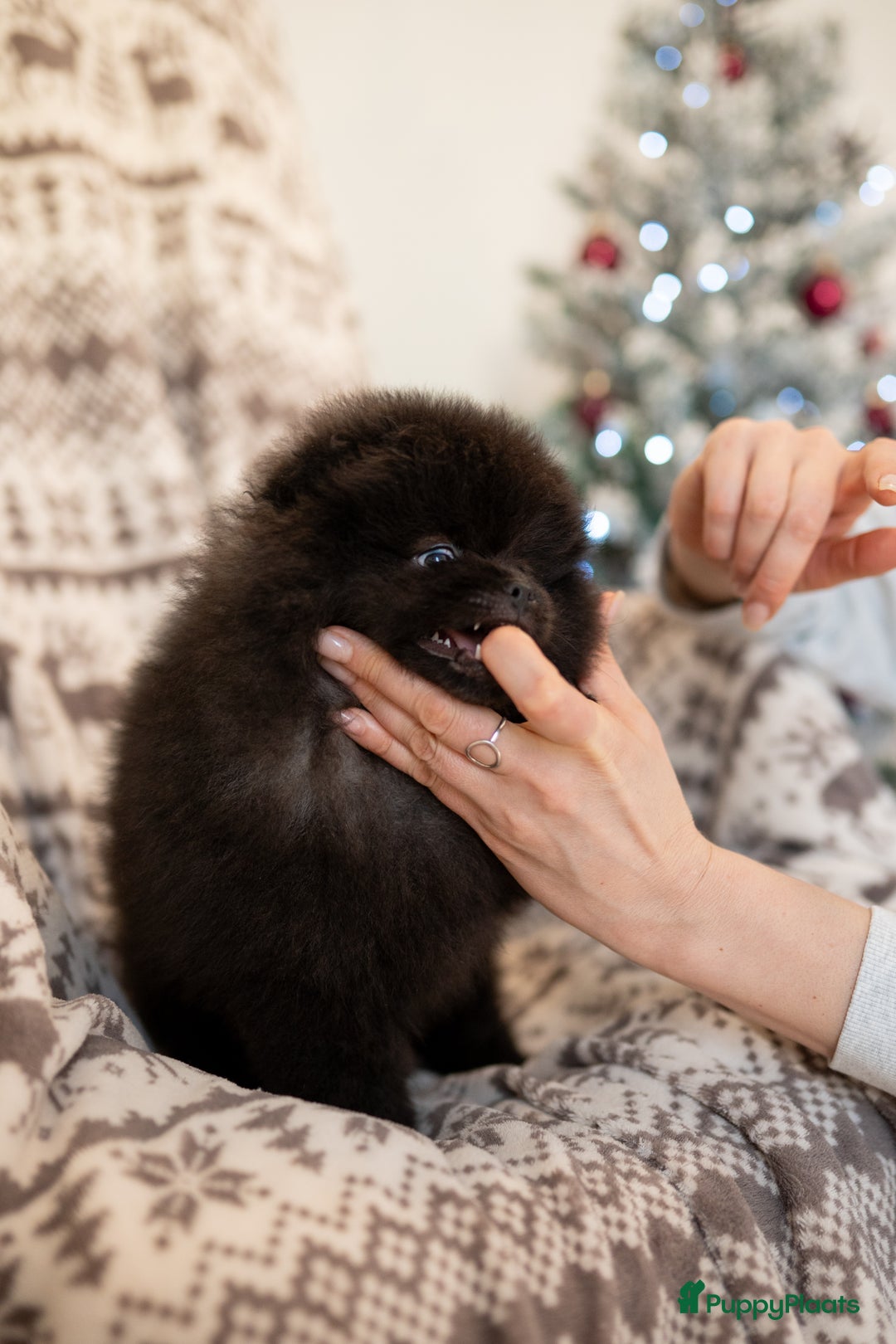 Pomeriaan honden te koop: 🌸 3.	Luxe Pomeranian pups 🌸 - Advertentie 11