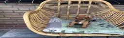 Jack Russel Terriër honden te koop: Mooie lieve Jack Russel puppy’s  - Advertentie 7