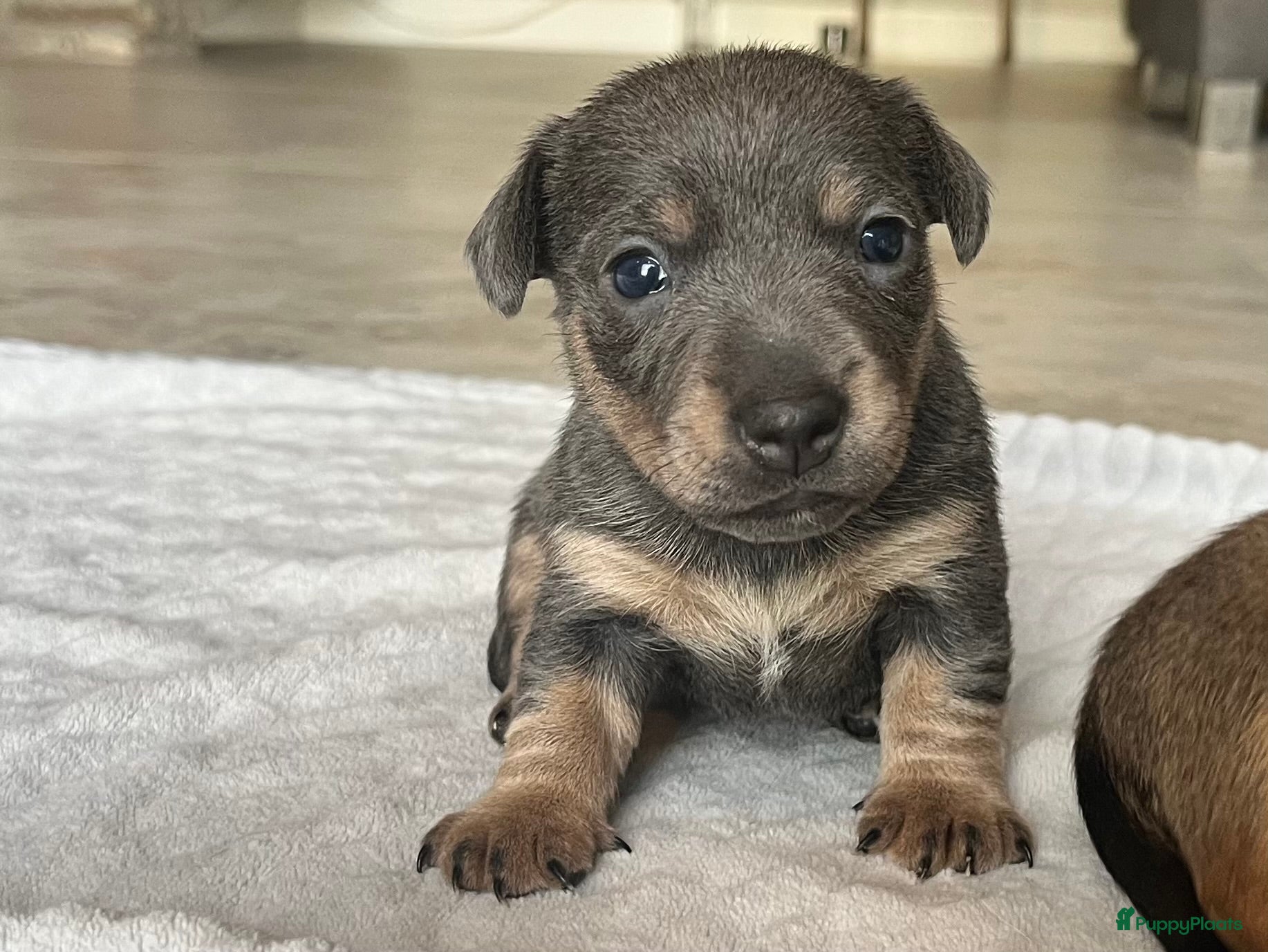 Jack Russel Terriër honden Onze Jack Russell Nel heeft pups - Advertentie 1