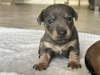 Jack Russel Terriër honden Onze Jack Russell Nel heeft pups - Advertentie 1